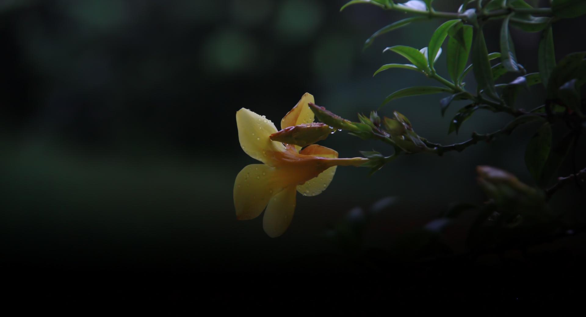 Golden Trumpet at 640 x 960 iPhone 4 size wallpapers HD quality