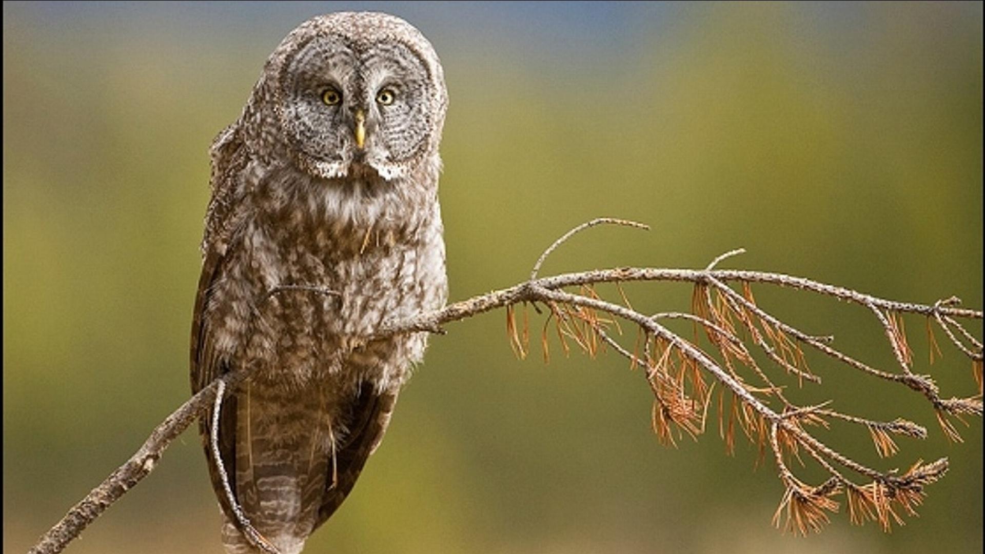 Great Grey Owl at 2048 x 2048 iPad size wallpapers HD quality