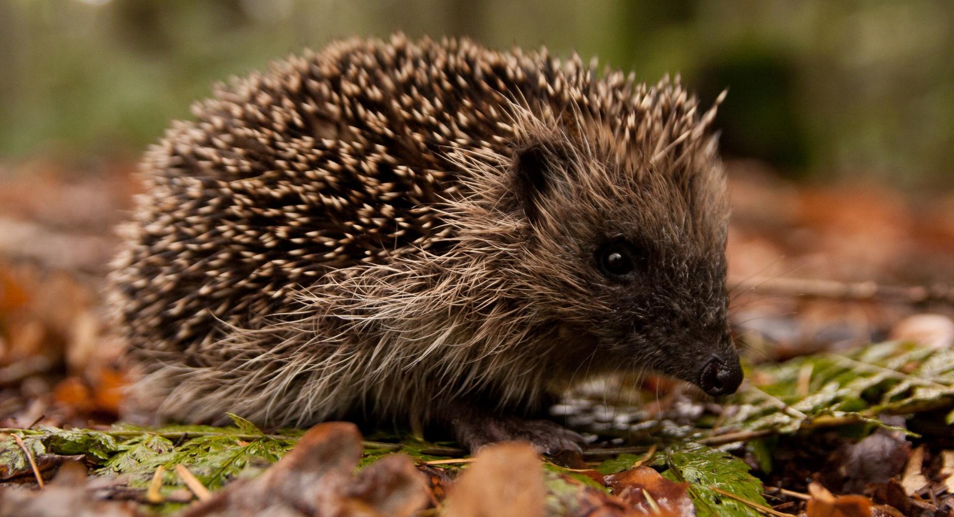 Hedgehog In The Forest at 640 x 960 iPhone 4 size wallpapers HD quality