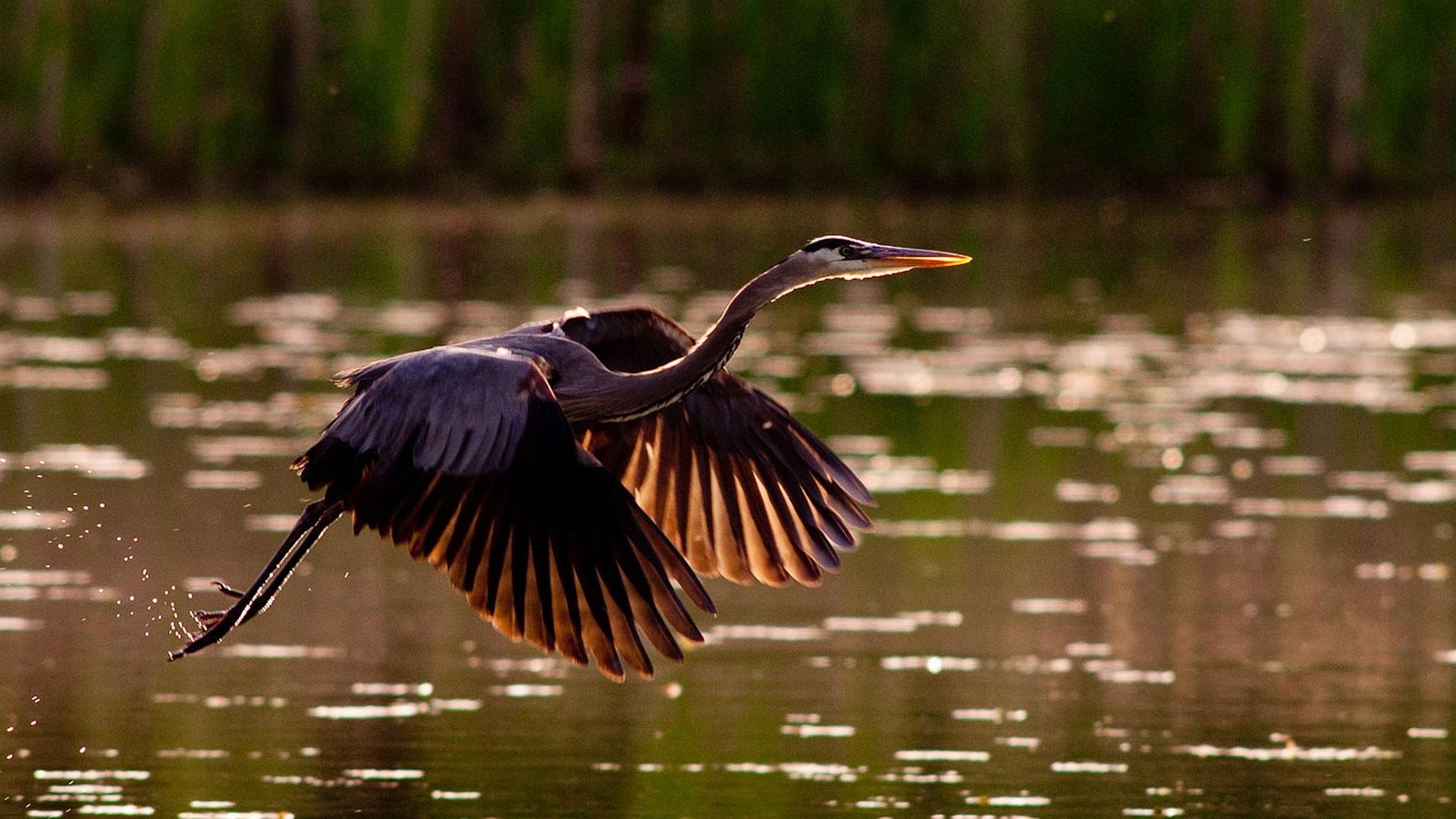 Herons wallpapers HD quality
