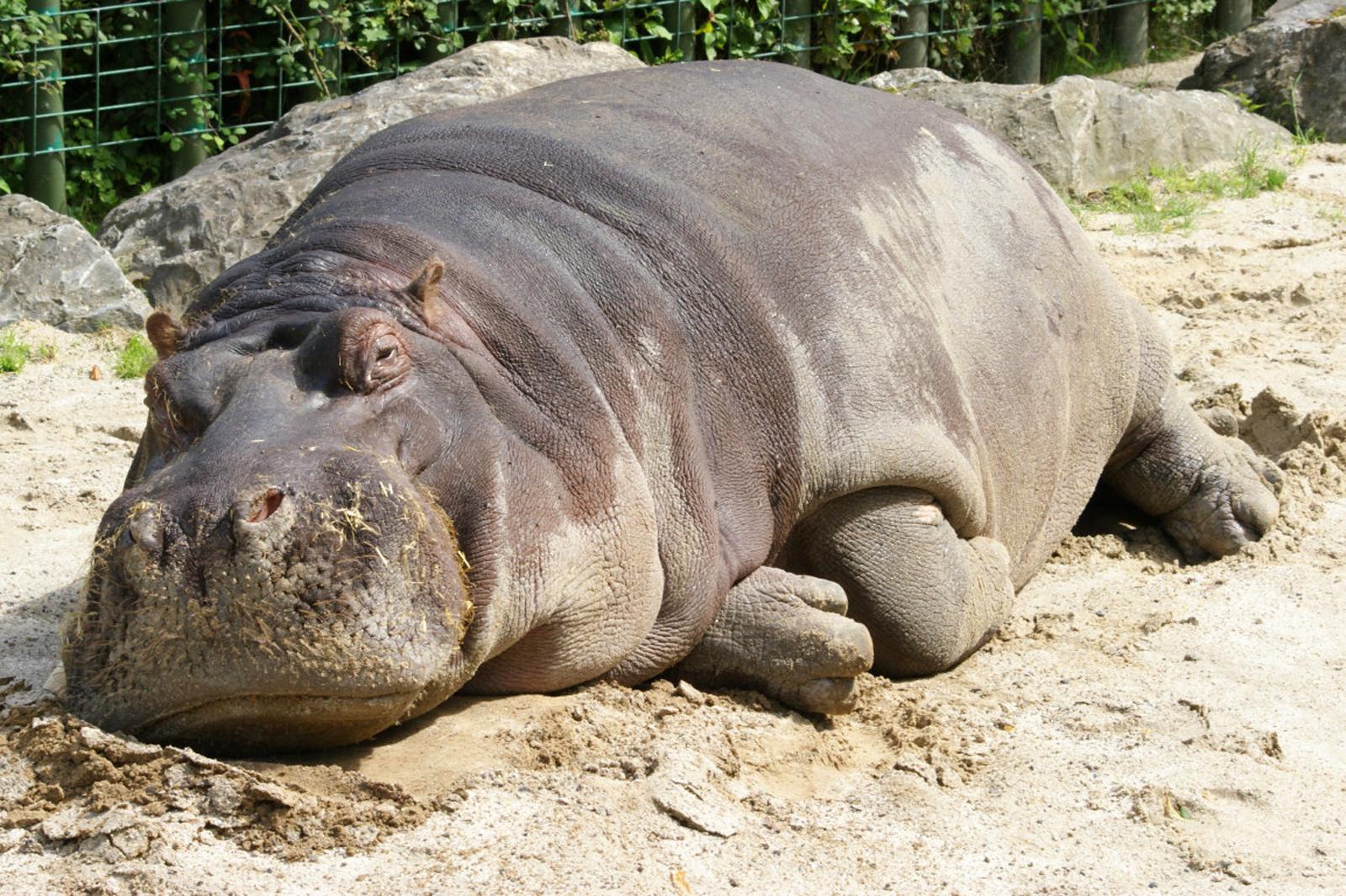 Hippo at 320 x 480 iPhone size wallpapers HD quality