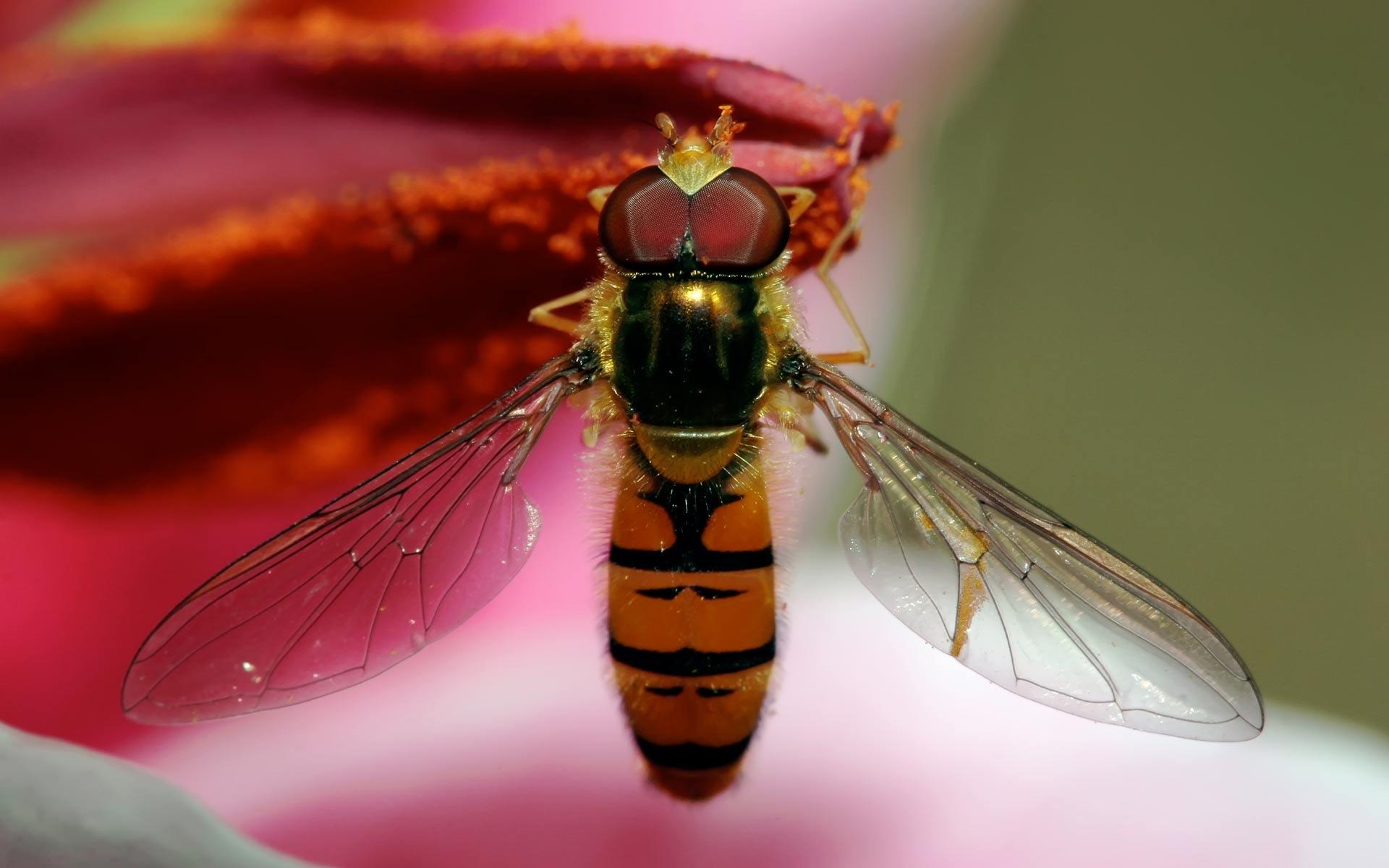 Hoverfly at 640 x 960 iPhone 4 size wallpapers HD quality