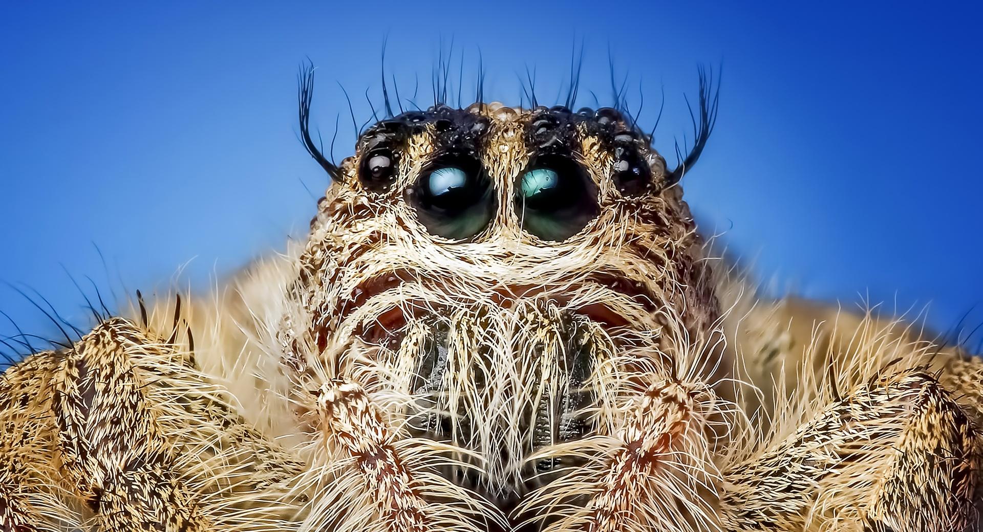 Jumping Spider Macro at 750 x 1334 iPhone 6 size wallpapers HD quality
