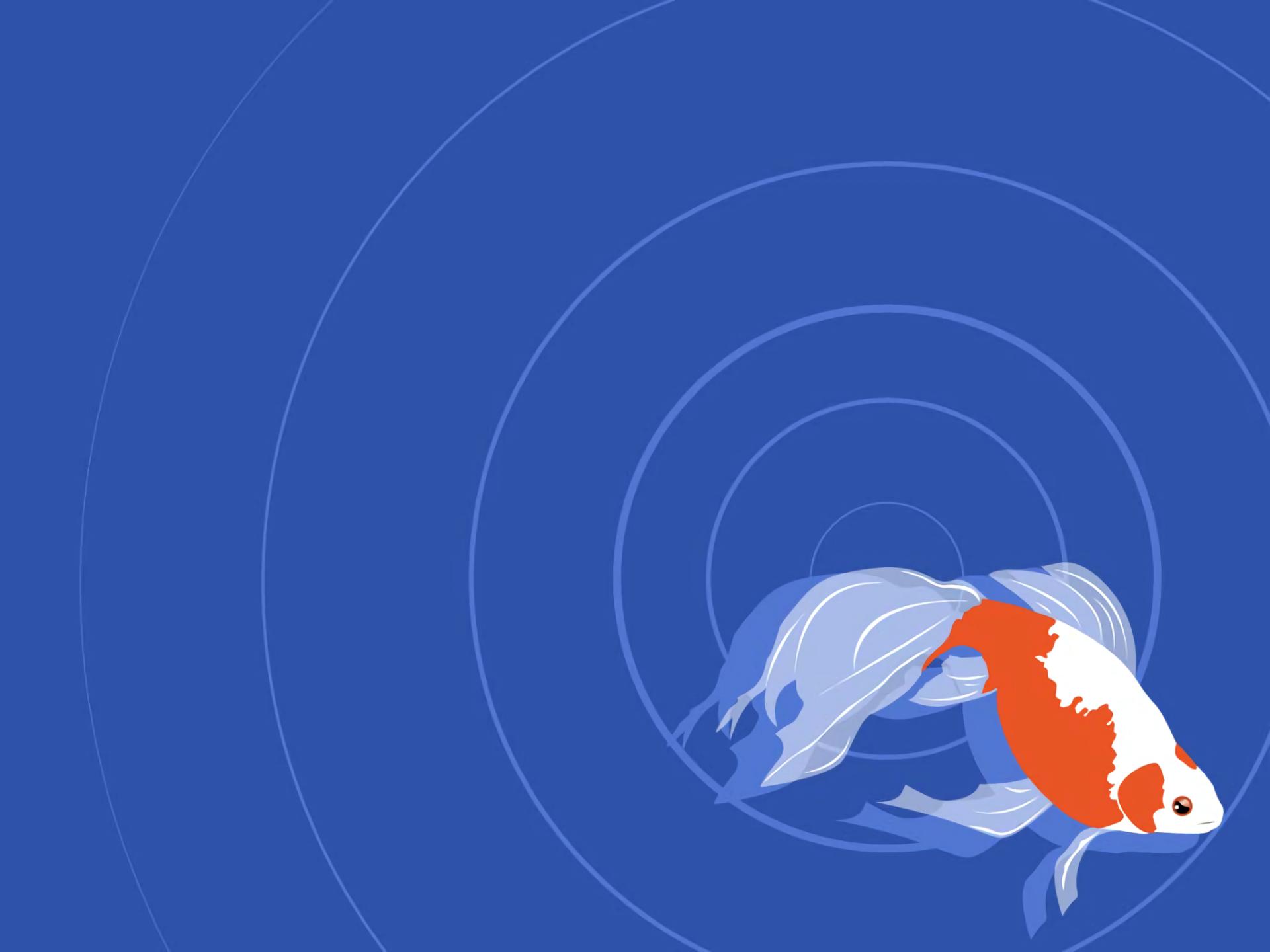 Koi at 1600 x 1200 size wallpapers HD quality