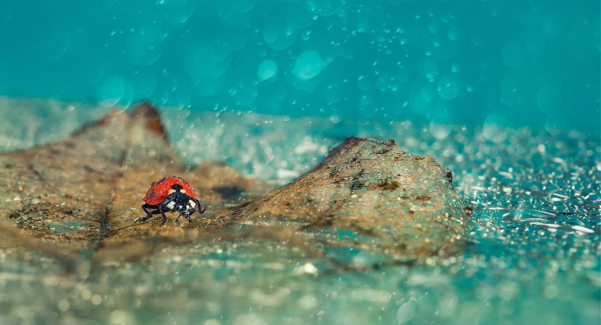 Ladybird Under Rain at 640 x 1136 iPhone 5 size wallpapers HD quality