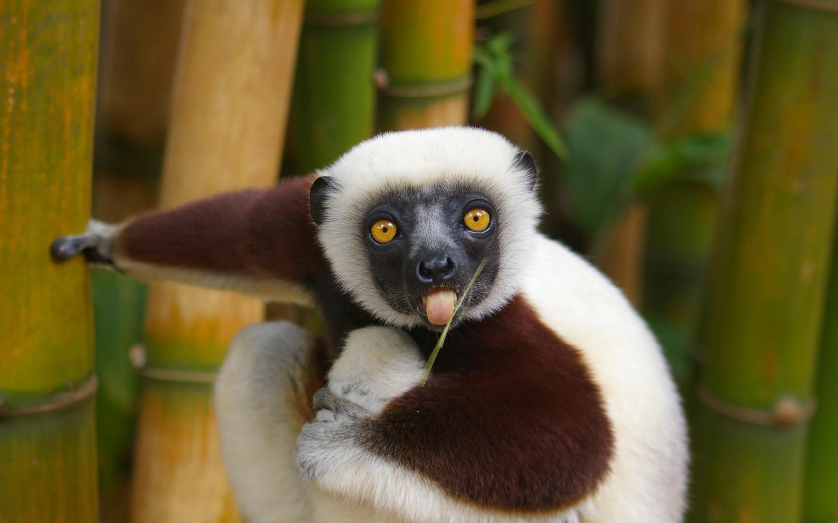 Lemur at 1334 x 750 iPhone 7 size wallpapers HD quality