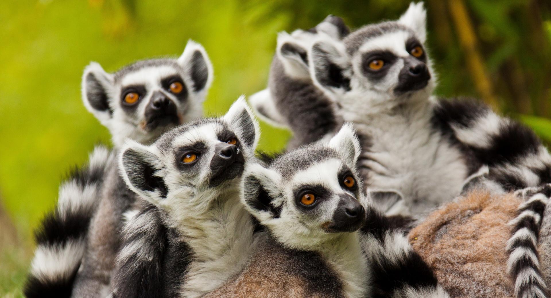 Lemurs Animals at 1152 x 864 size wallpapers HD quality