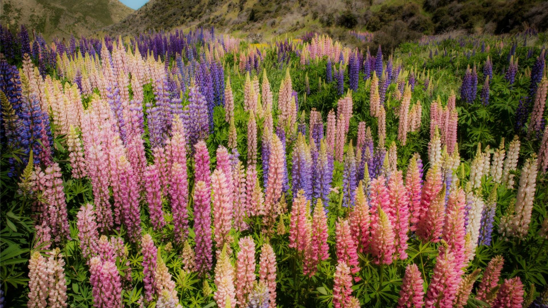 Lupine at 320 x 480 iPhone size wallpapers HD quality