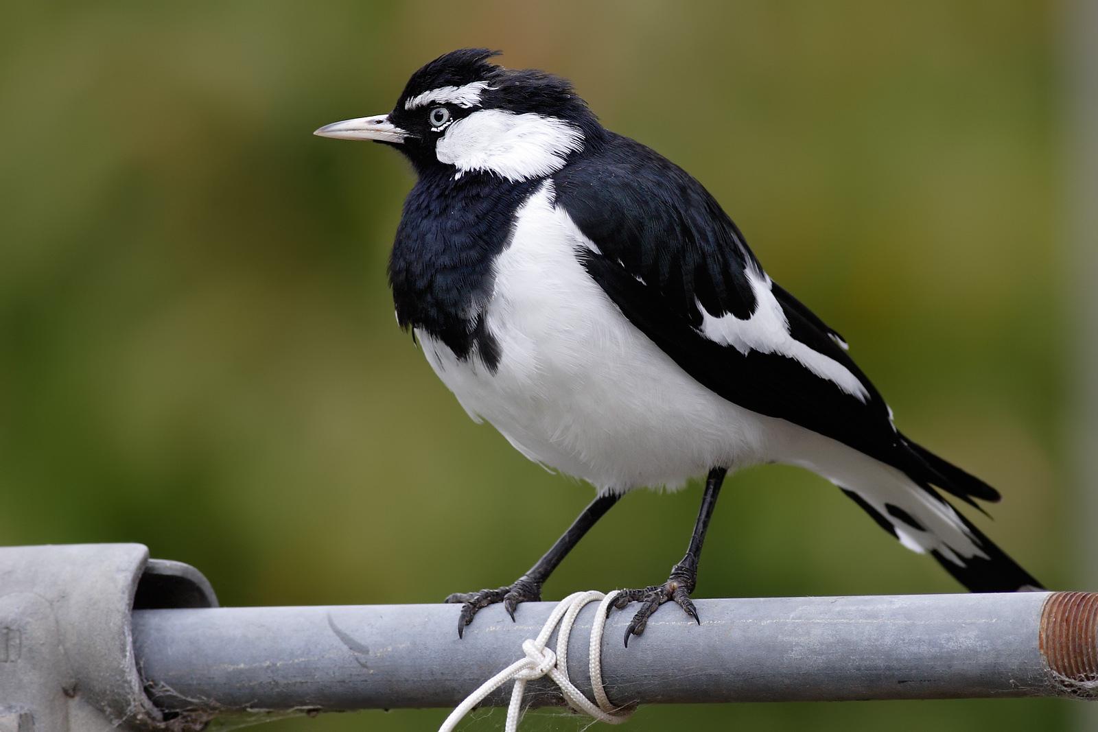 Magpie at 1280 x 960 size wallpapers HD quality