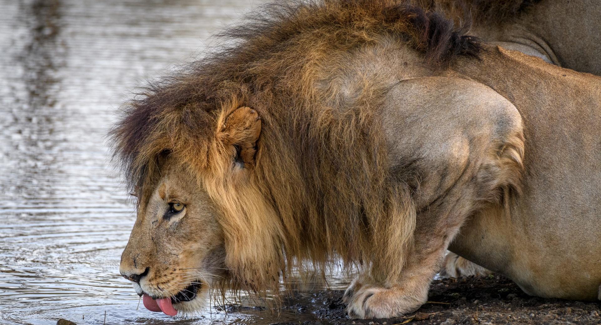 Male Lion Drinking Water at 750 x 1334 iPhone 6 size wallpapers HD quality