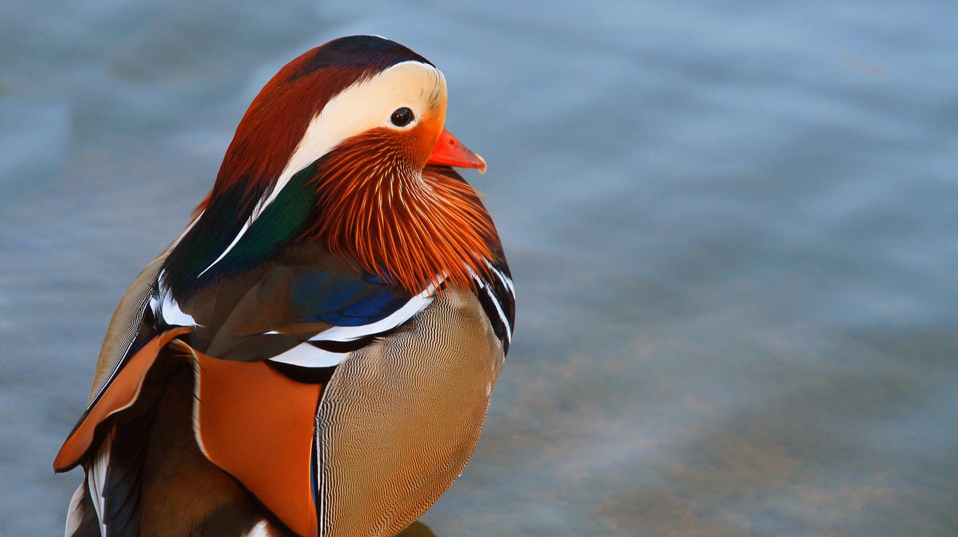 Mandarin Duck at 640 x 960 iPhone 4 size wallpapers HD quality