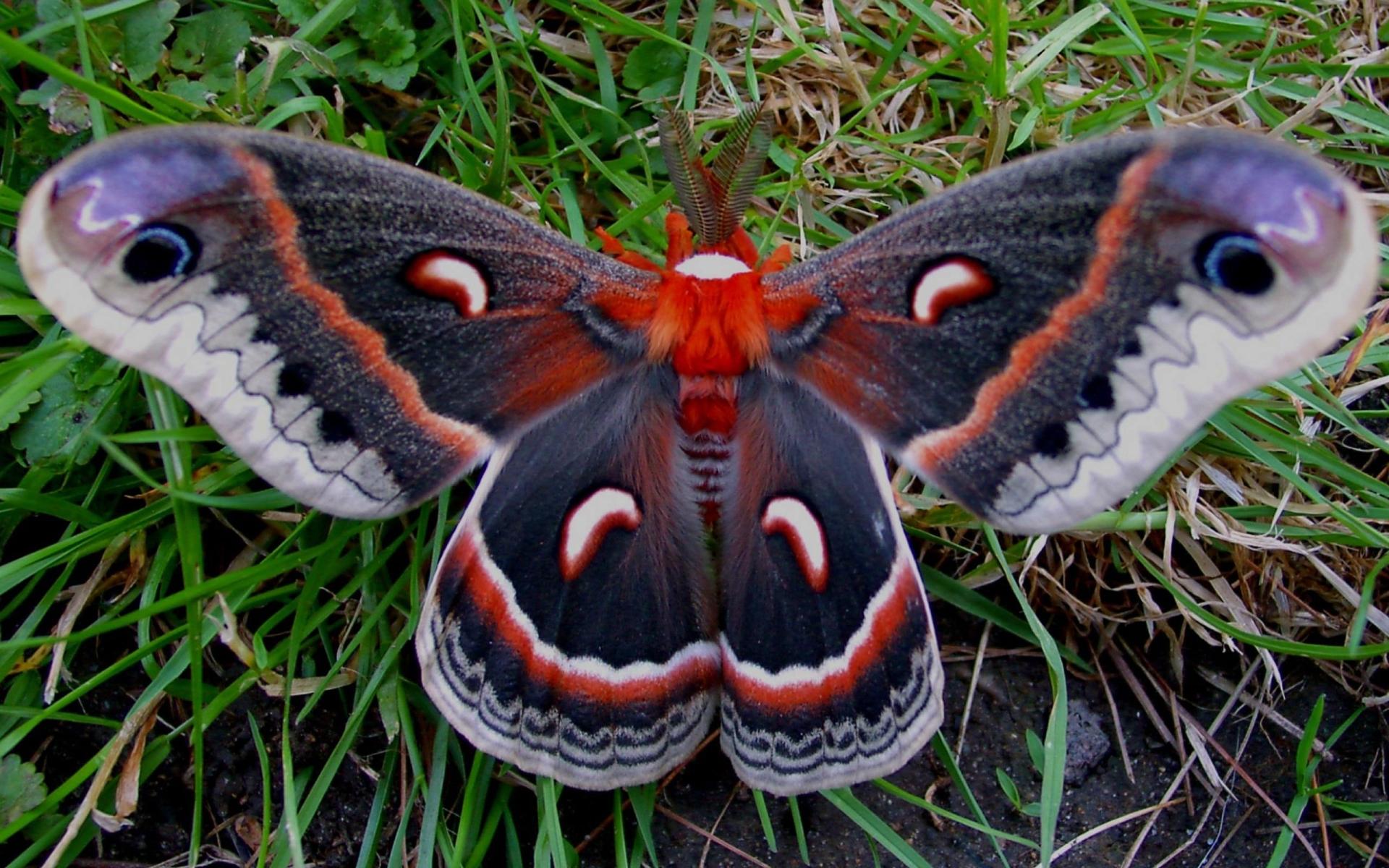 Moth at 320 x 480 iPhone size wallpapers HD quality