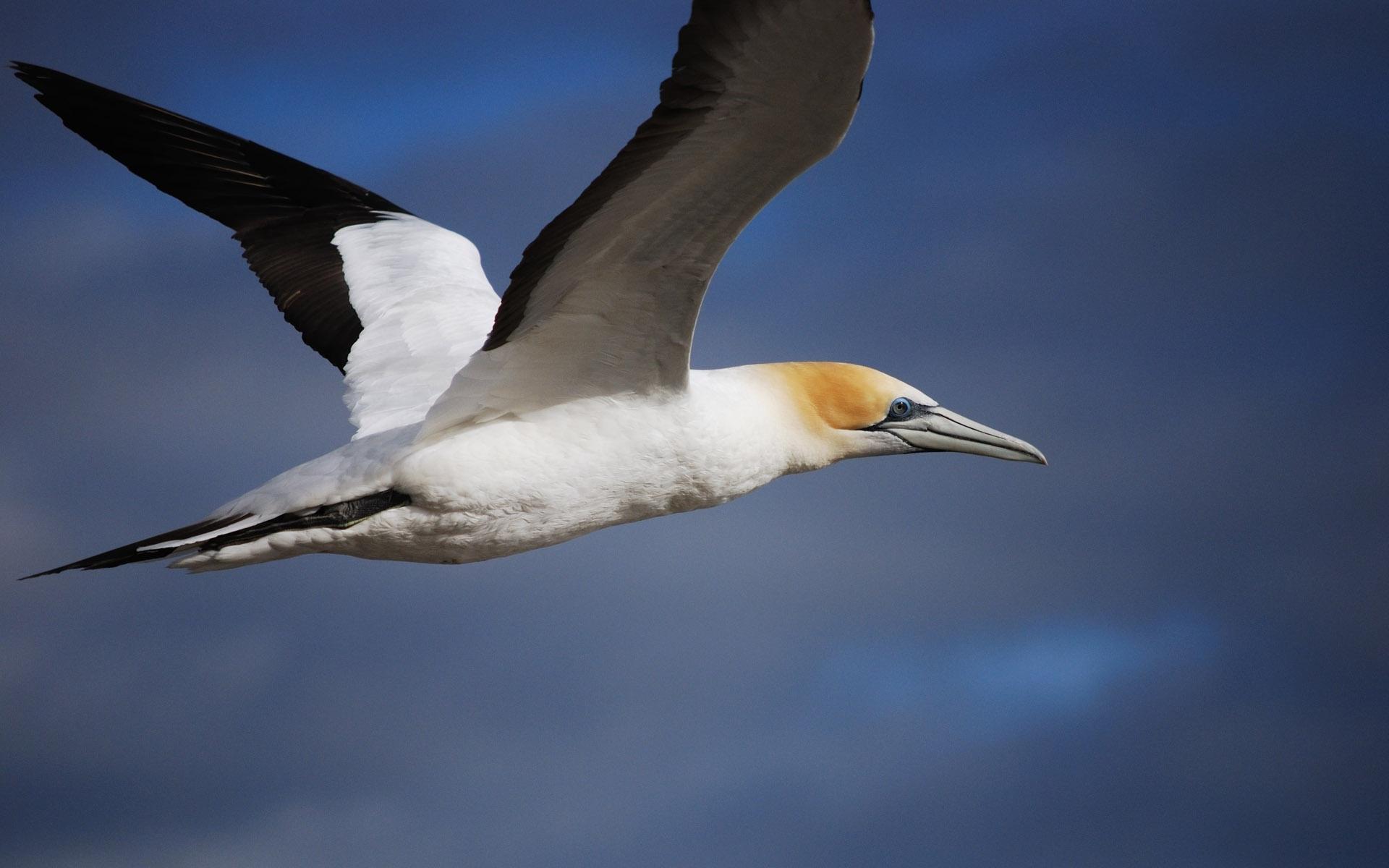 Northern Gannet at 1024 x 1024 iPad size wallpapers HD quality