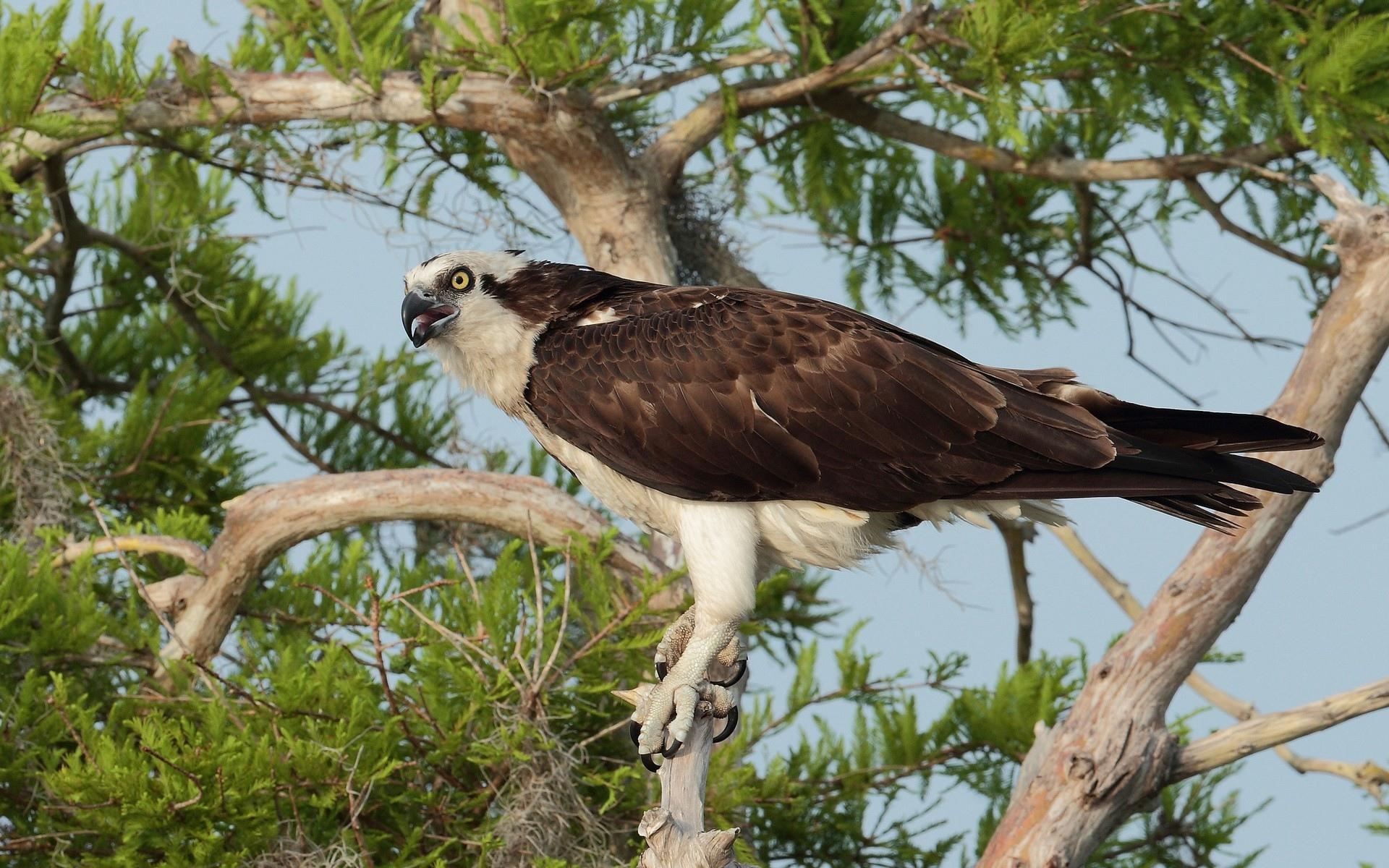Osprey at 1024 x 1024 iPad size wallpapers HD quality