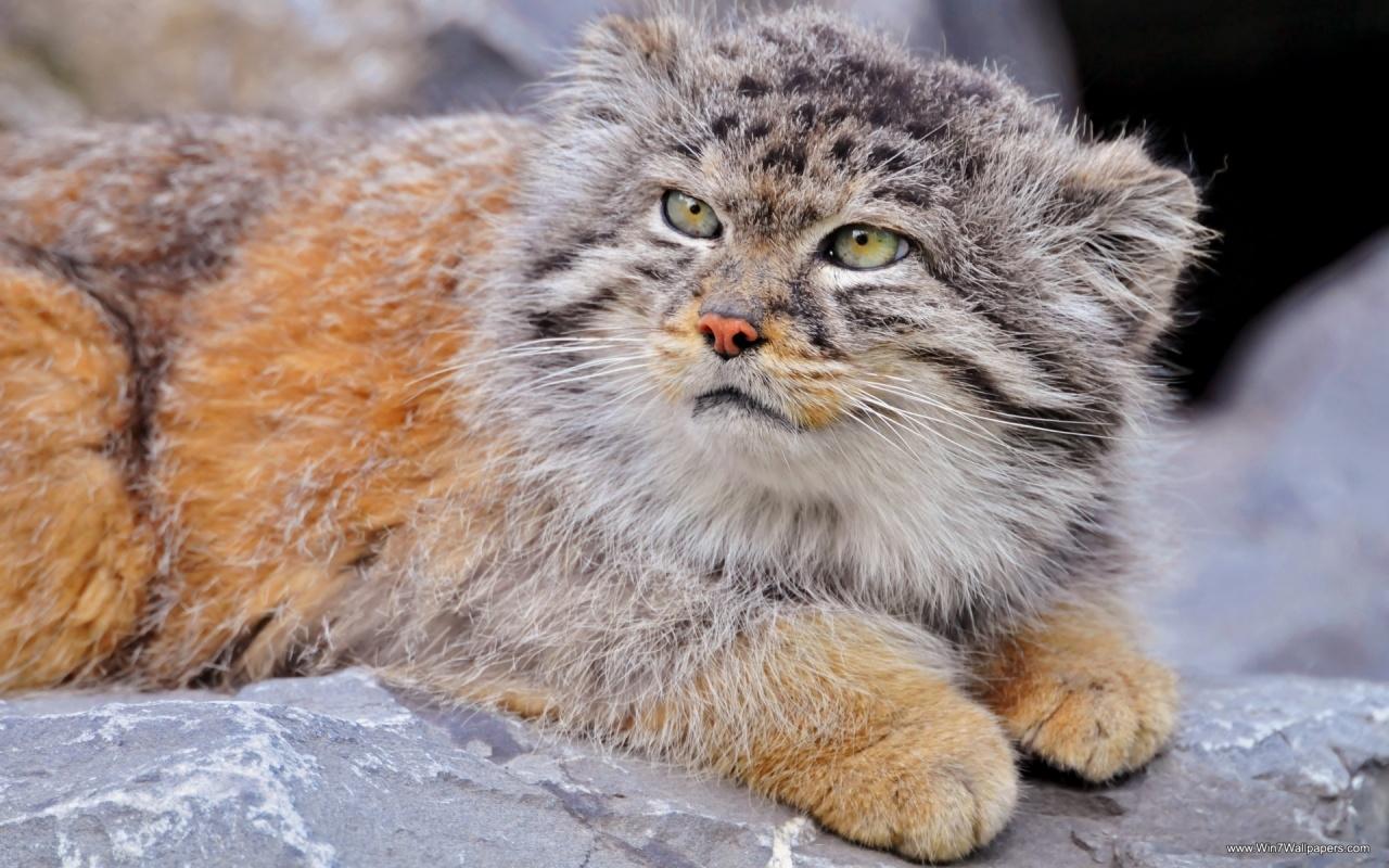 Pallas s Cat at 2048 x 2048 iPad size wallpapers HD quality