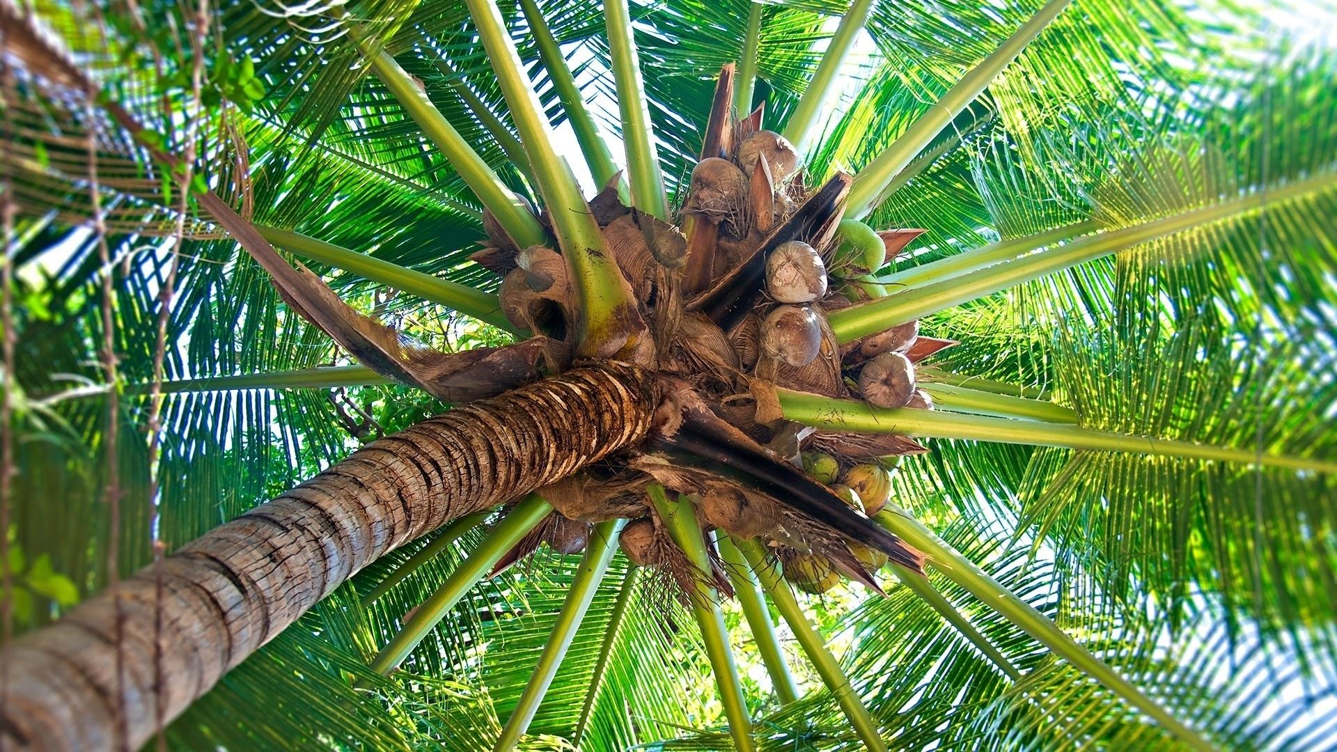 Palm Tree at 320 x 480 iPhone size wallpapers HD quality
