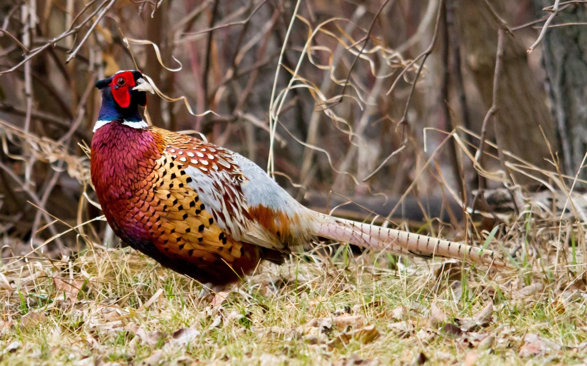 Pheasant at 320 x 480 iPhone size wallpapers HD quality