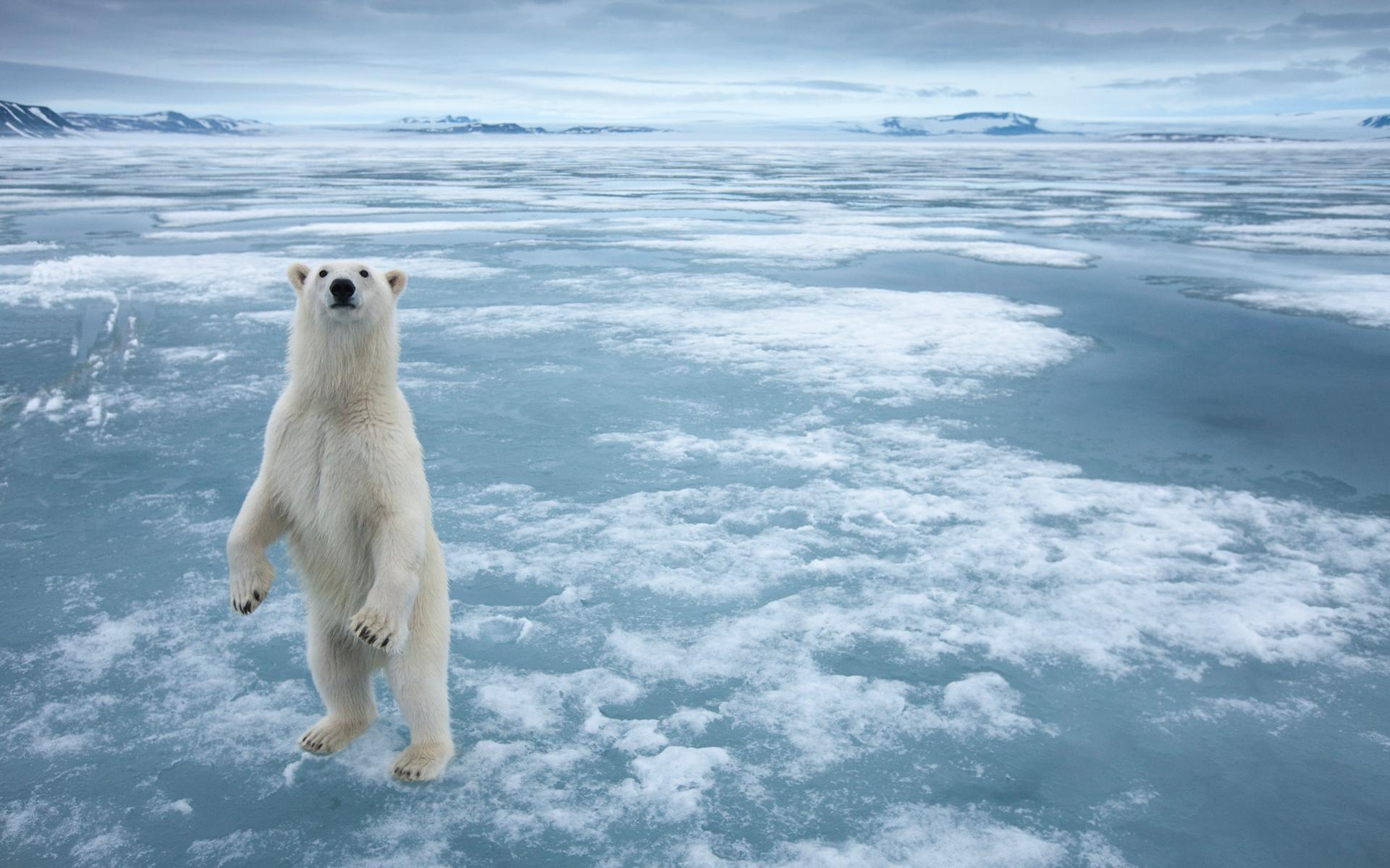 Polar Bear at 1600 x 1200 size wallpapers HD quality