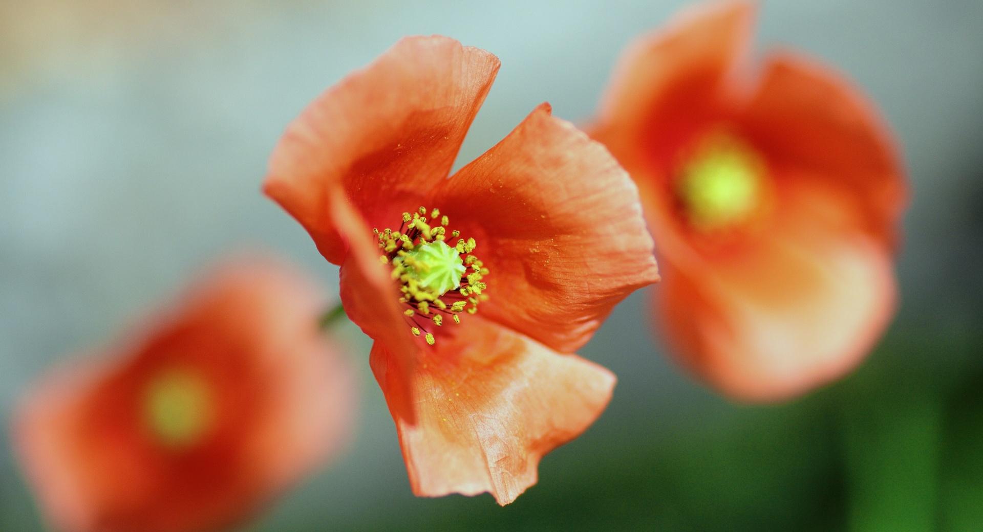 Poppy Flower Focus at 1024 x 1024 iPad size wallpapers HD quality