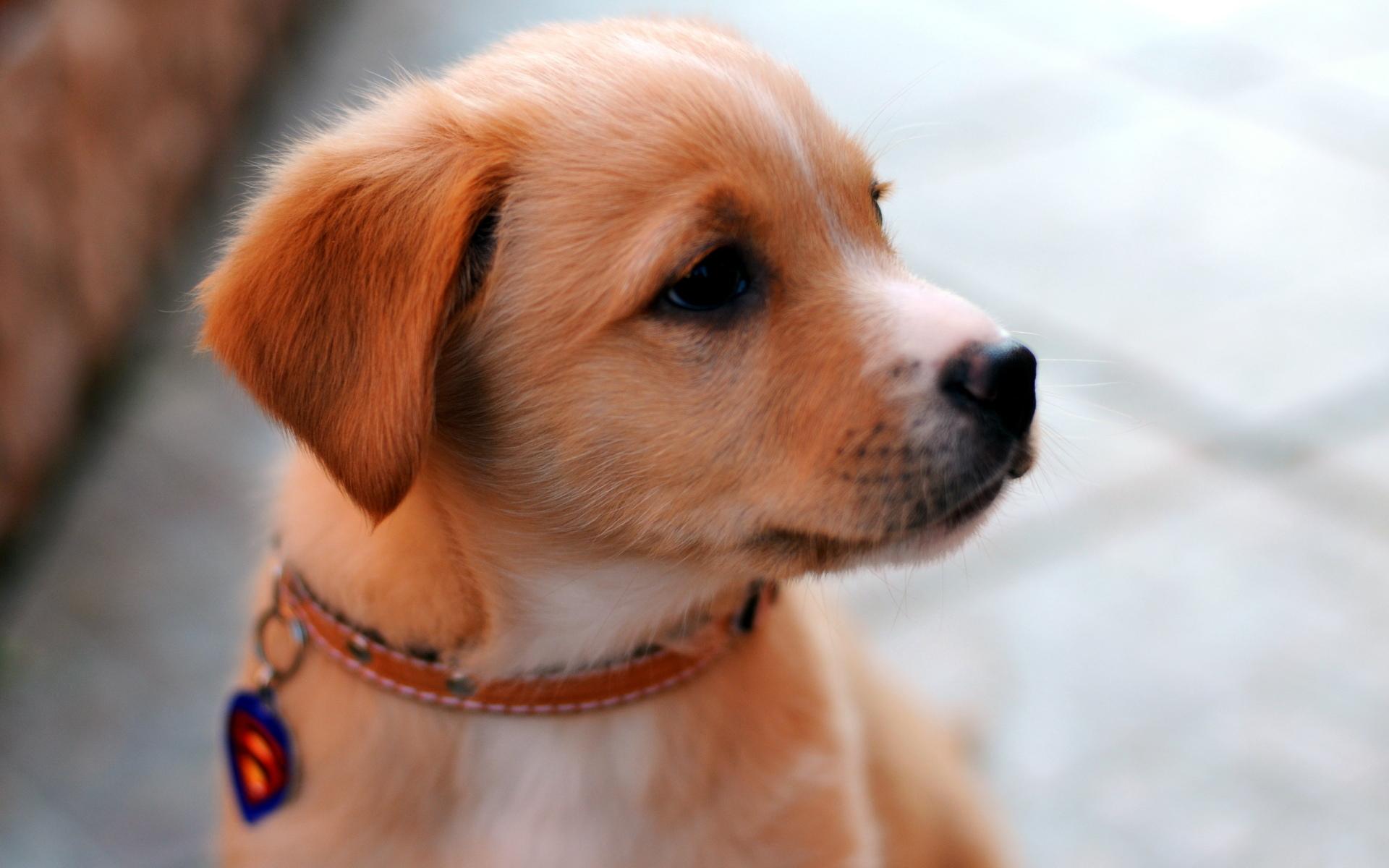 Puppy at 320 x 480 iPhone size wallpapers HD quality