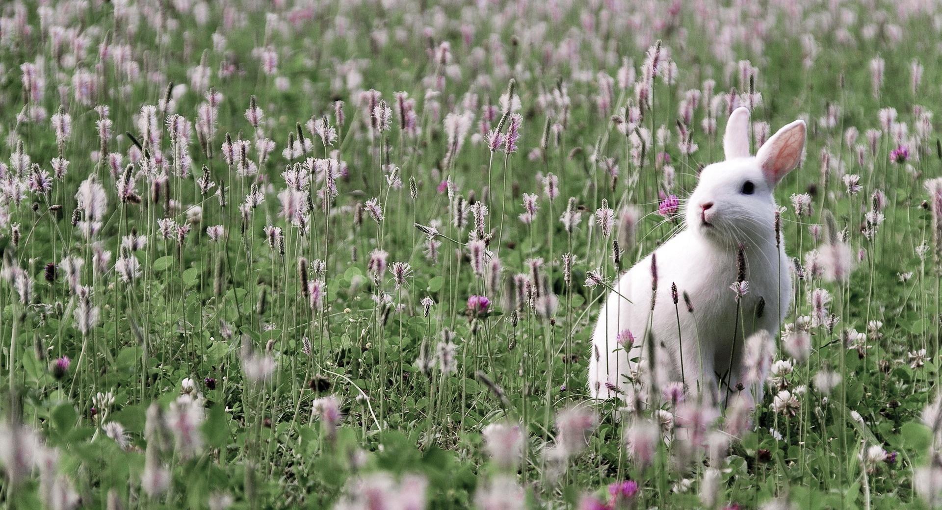 Rabbit In Flower Field at 320 x 480 iPhone size wallpapers HD quality