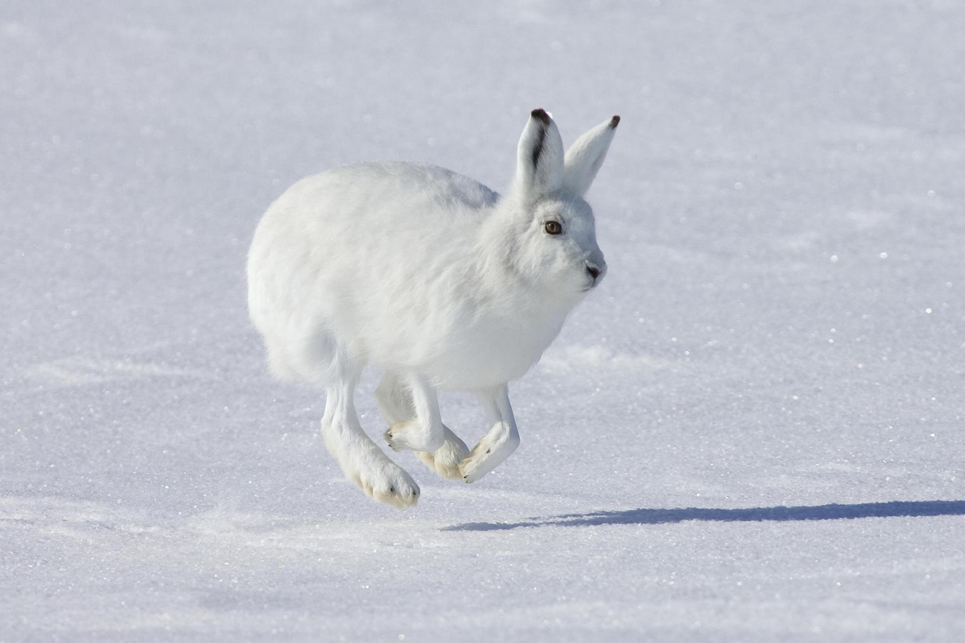 природа животные заяц беляк снег зима бесплатно