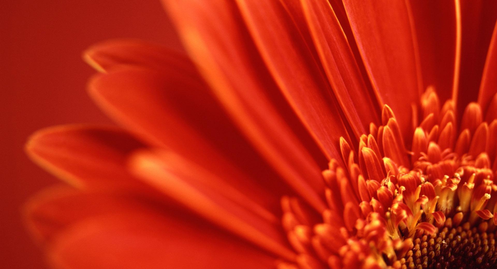 Red Gerbera at 2048 x 2048 iPad size wallpapers HD quality