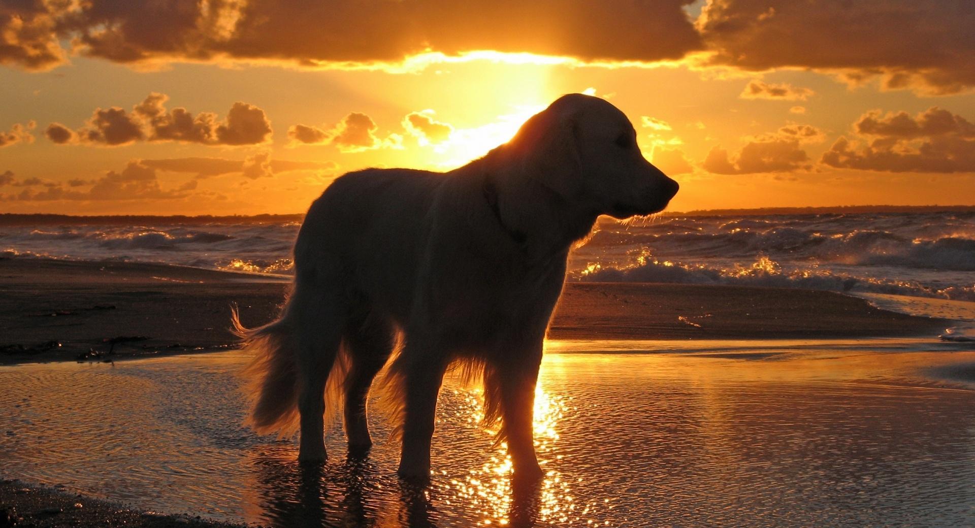Retriever In The Sunset at 1024 x 1024 iPad size wallpapers HD quality