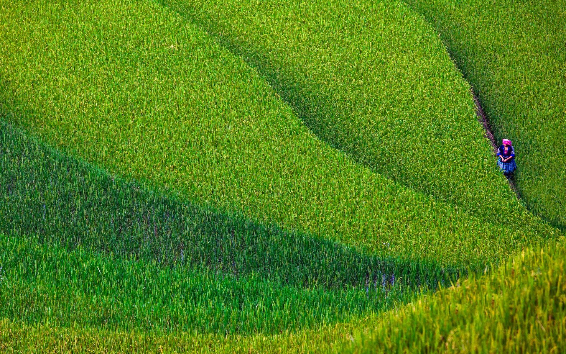 Rice Terrace at 2048 x 2048 iPad size wallpapers HD quality