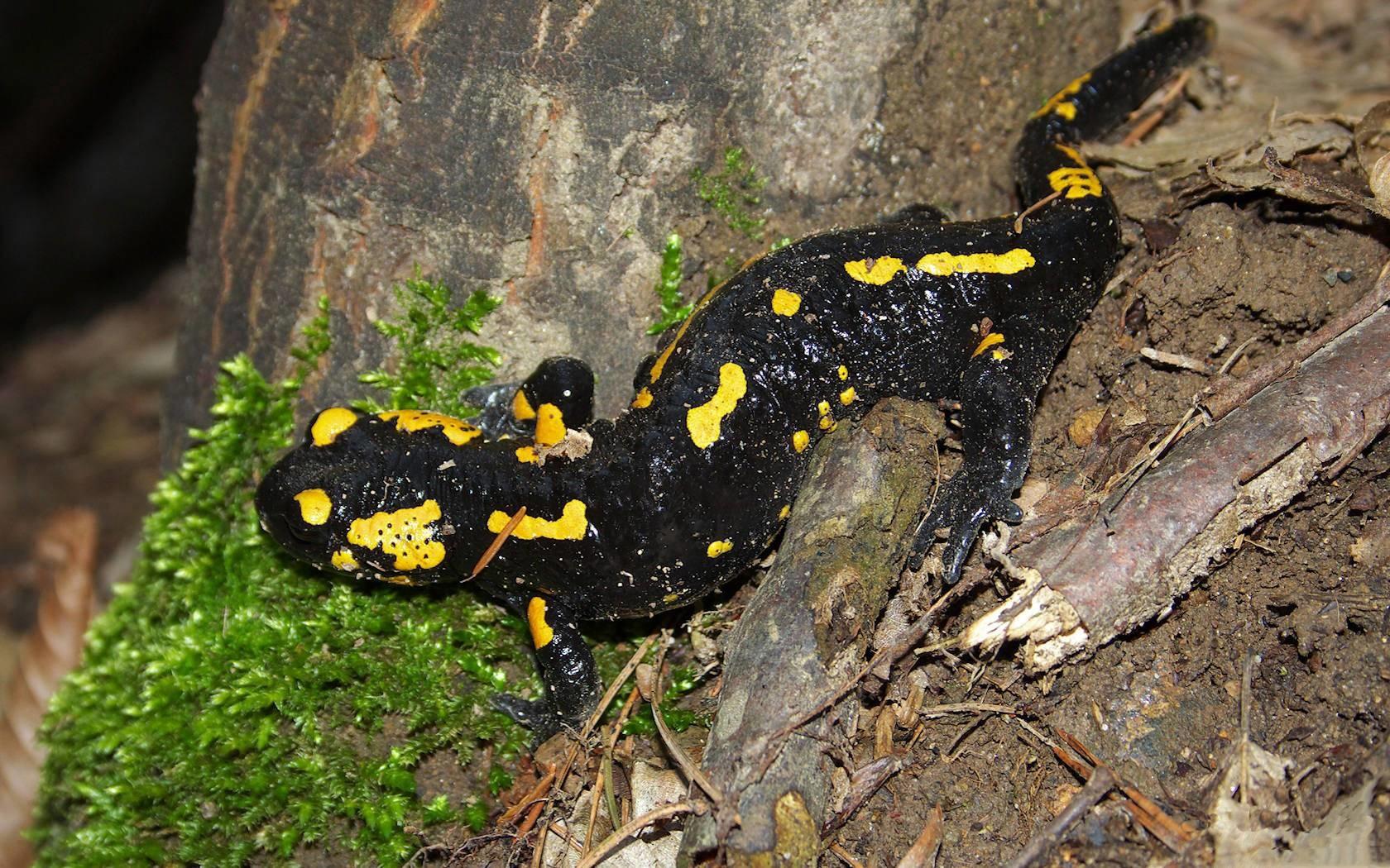 Salamander at 640 x 960 iPhone 4 size wallpapers HD quality