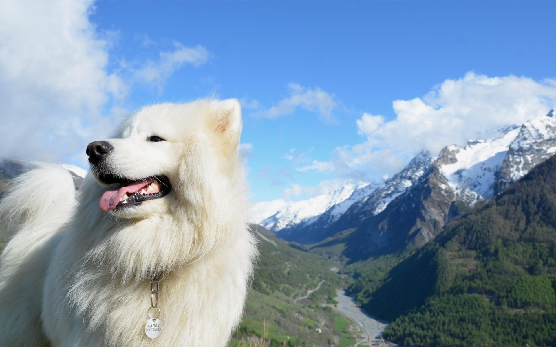 Samoyed at 1334 x 750 iPhone 7 size wallpapers HD quality