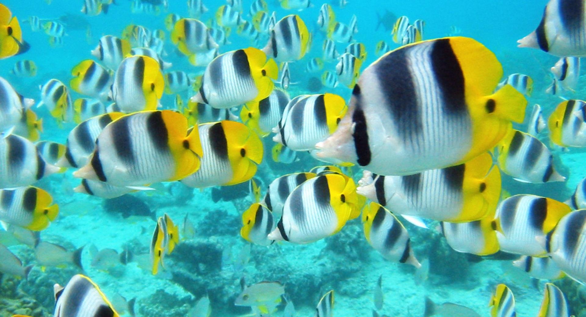 School Of Tropical Fish Tahiti wallpapers HD quality