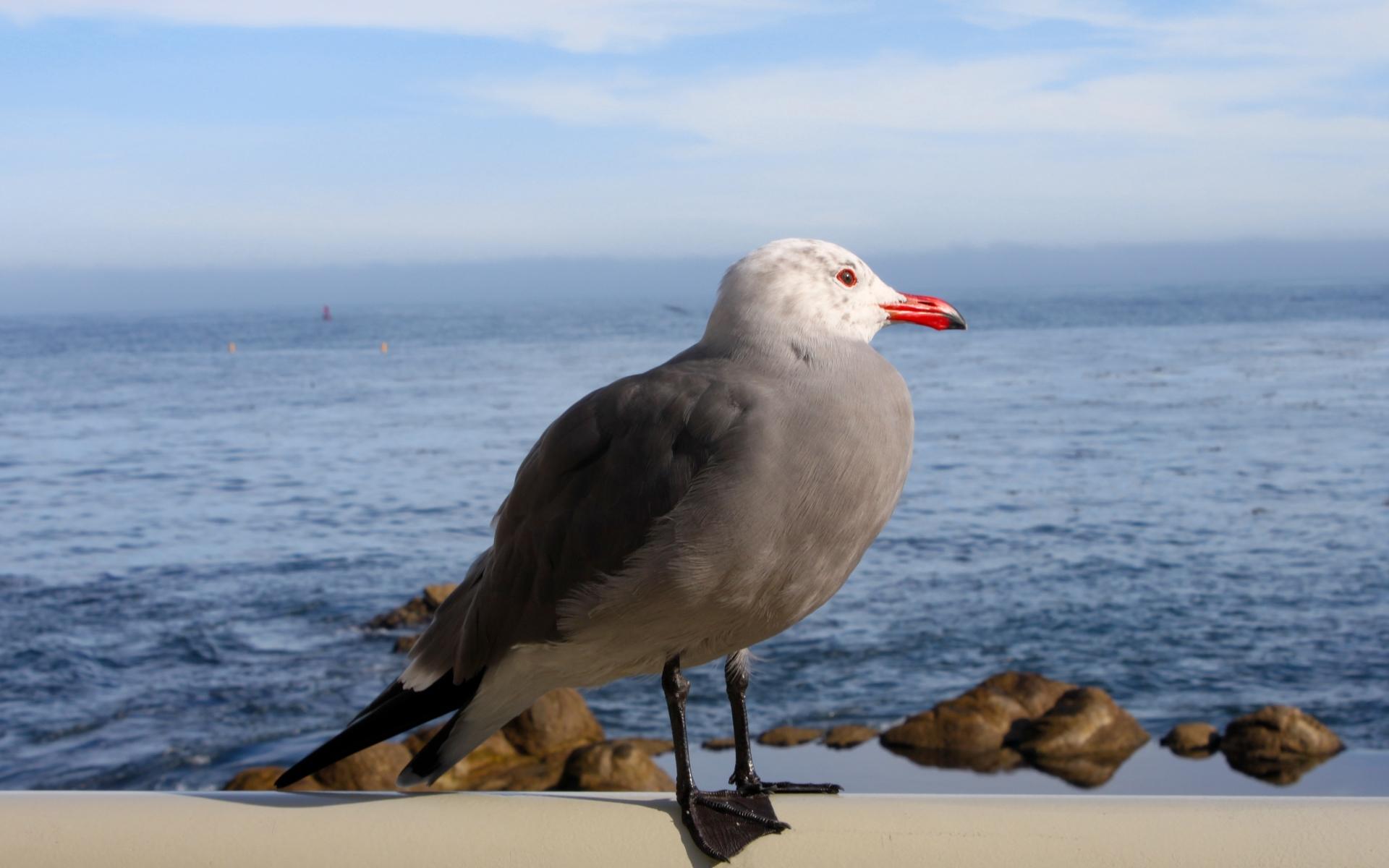 Seagull at 2048 x 2048 iPad size wallpapers HD quality