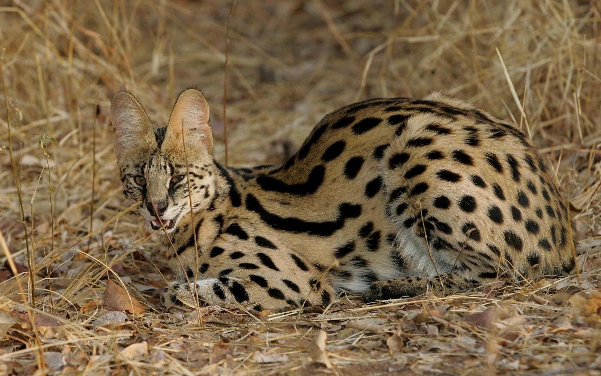 Serval at 1152 x 864 size wallpapers HD quality