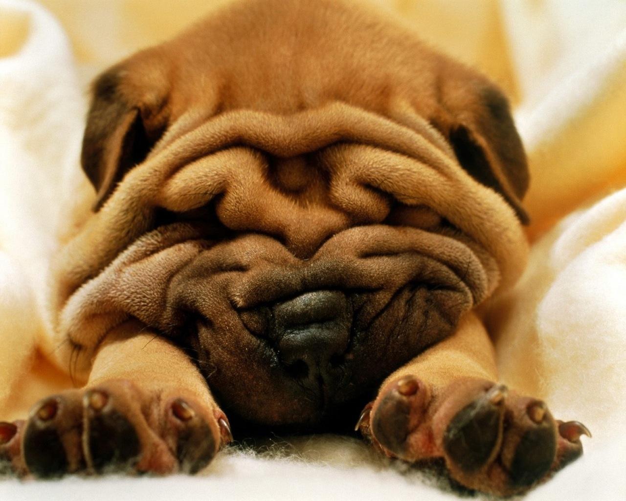 Shar Pei at 1024 x 1024 iPad size wallpapers HD quality