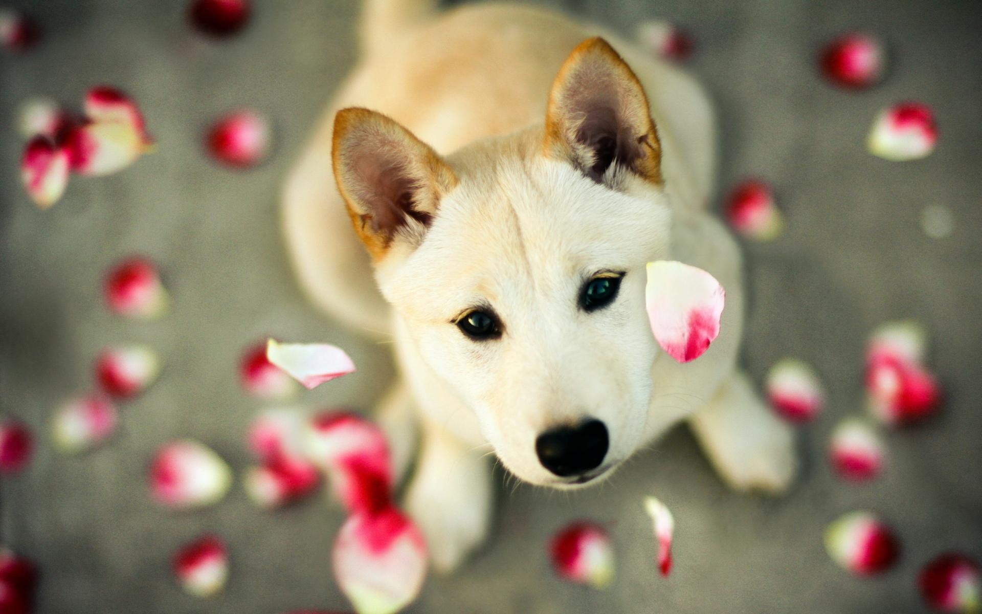 Shiba Inu at 750 x 1334 iPhone 6 size wallpapers HD quality