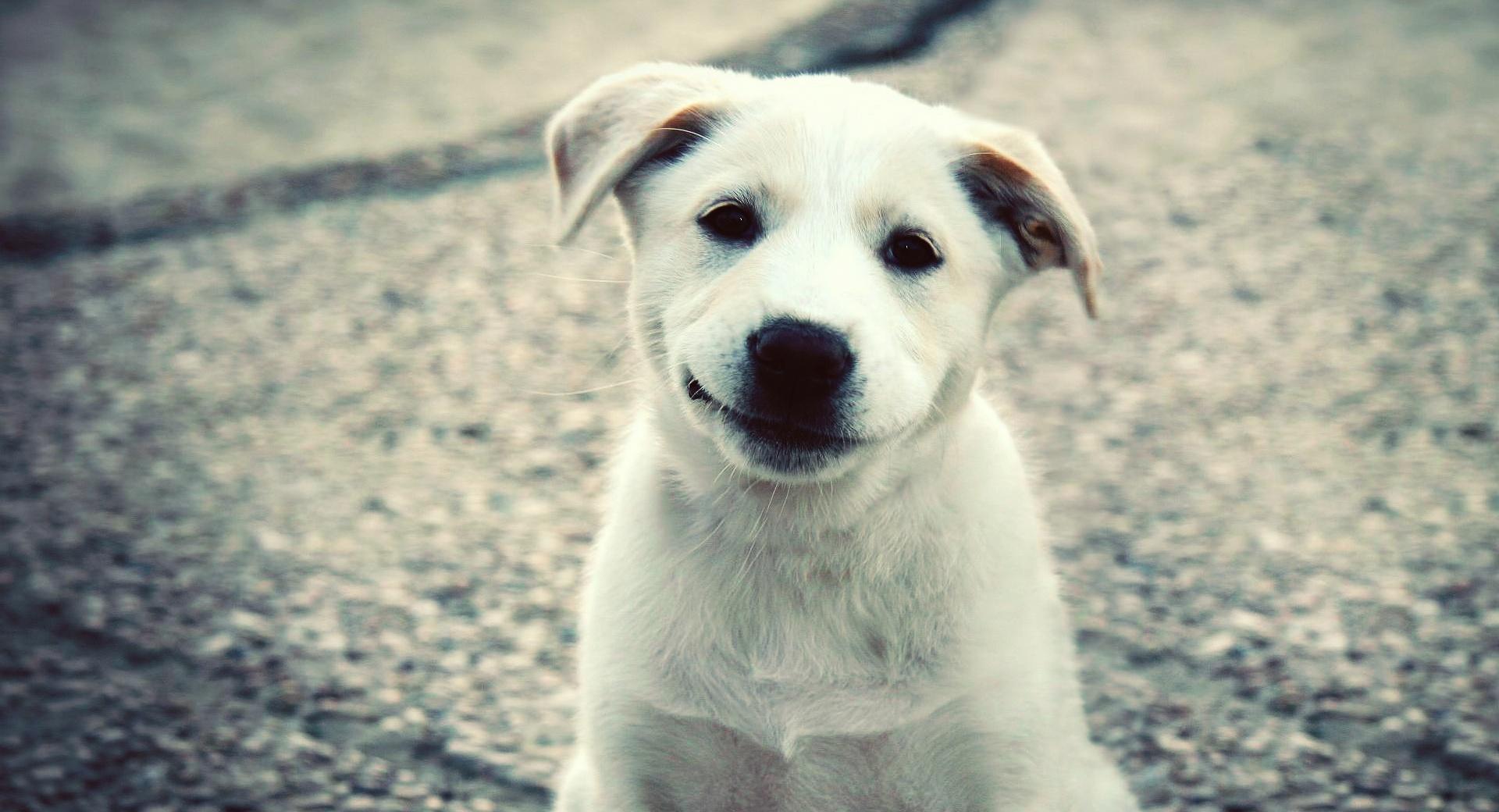 Smiling Puppy at 640 x 1136 iPhone 5 size wallpapers HD quality