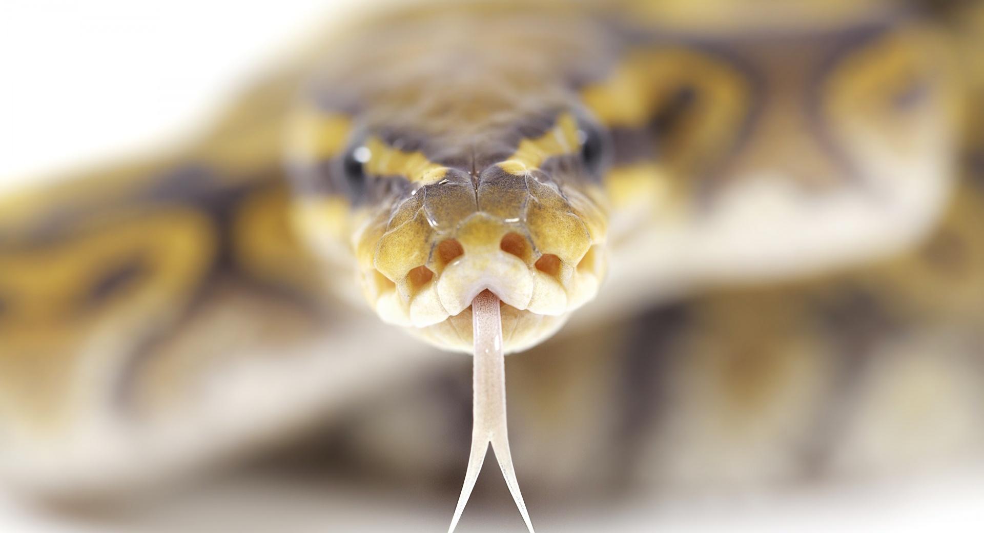 Snake Close Up wallpapers HD quality