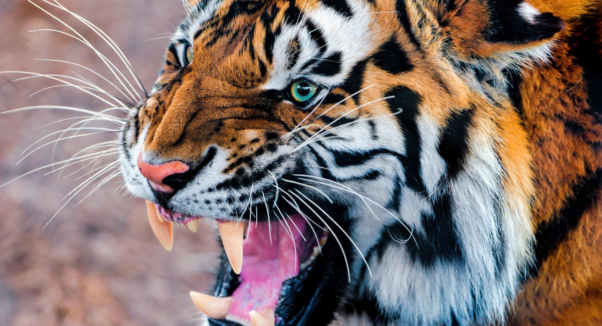 Snarling Tiger at 1280 x 960 size wallpapers HD quality