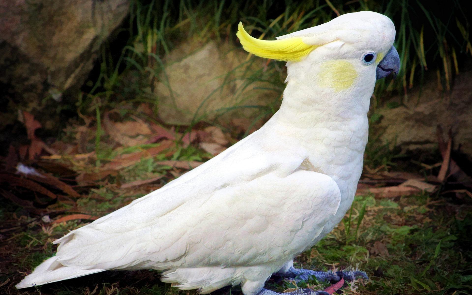Sulphur-crested Cockatoo at 1152 x 864 size wallpapers HD quality