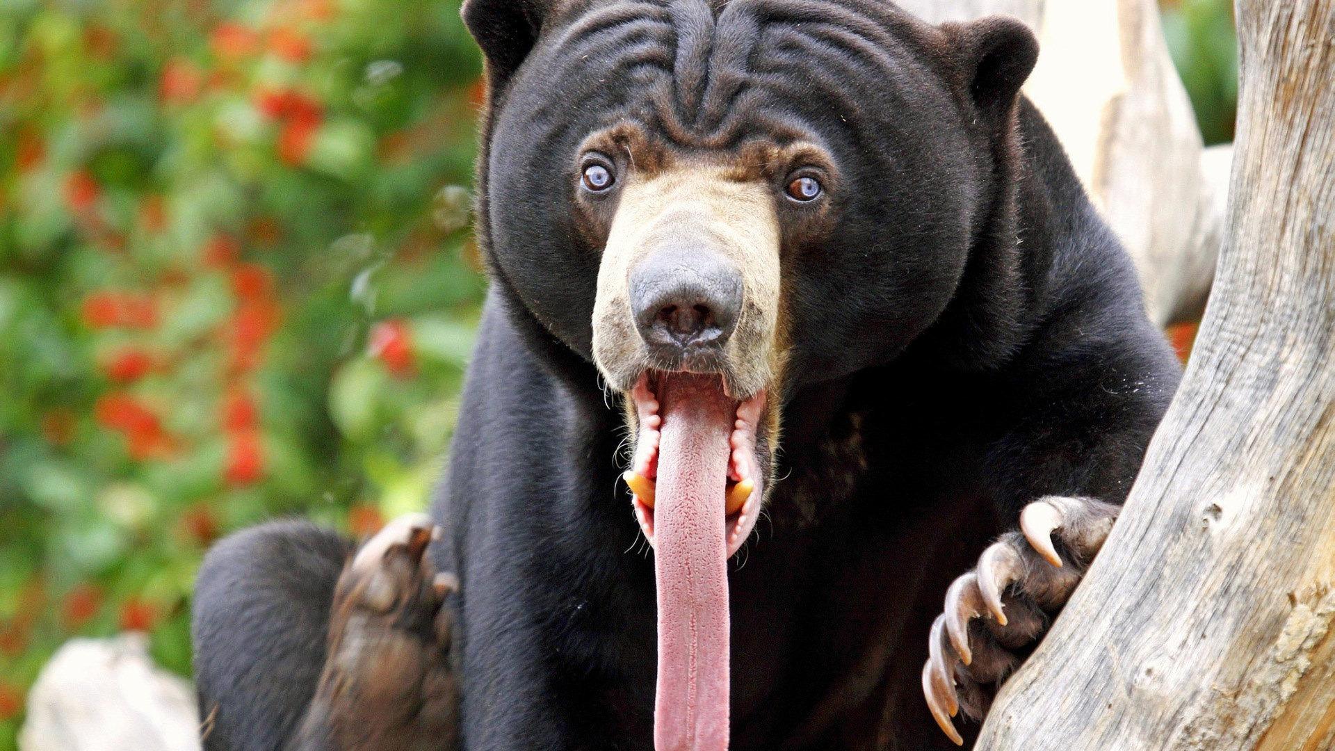 Sun Bear at 640 x 1136 iPhone 5 size wallpapers HD quality