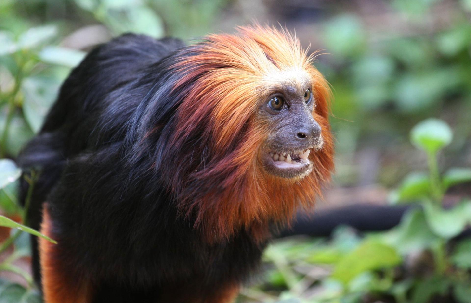 Tamarin at 1152 x 864 size wallpapers HD quality