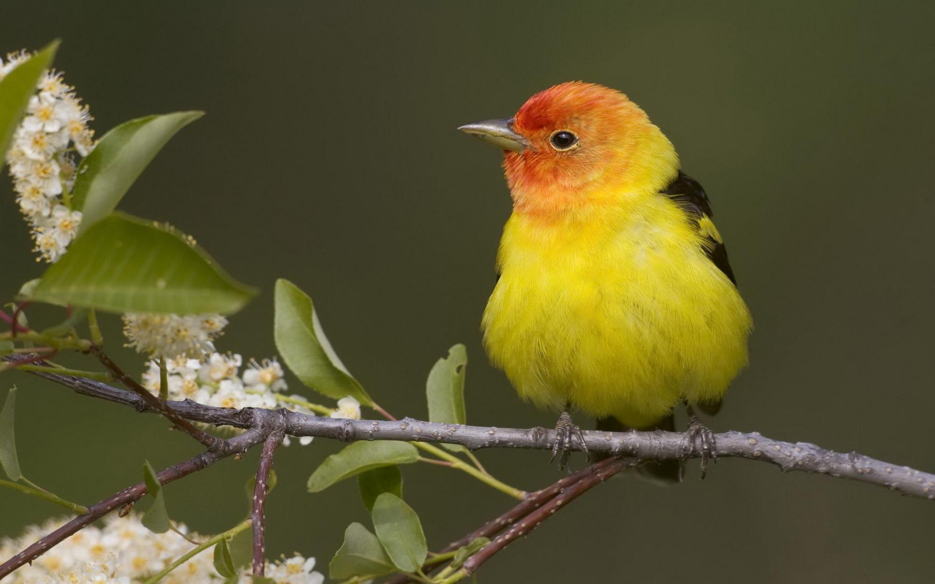 Tanager wallpapers HD quality