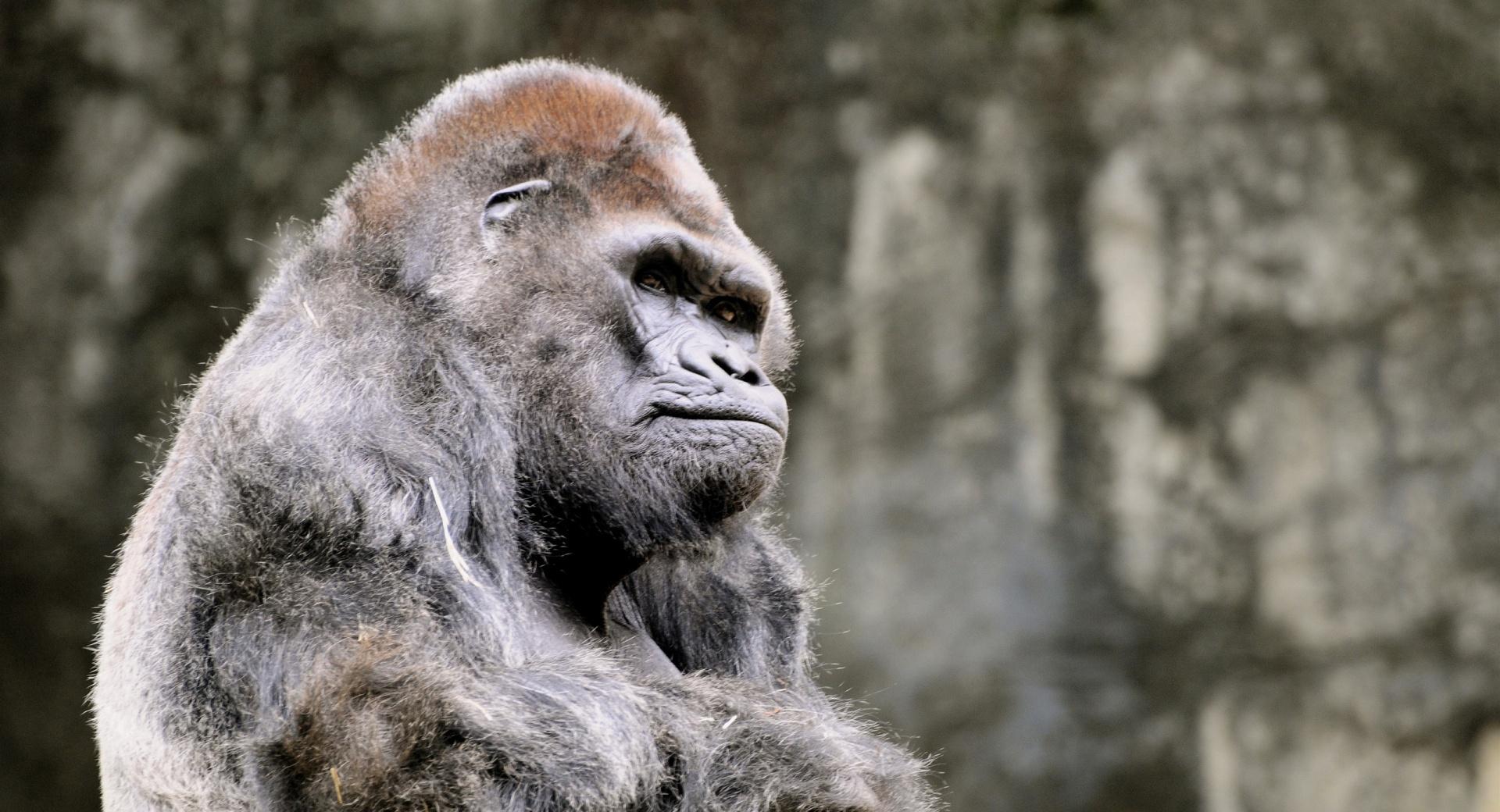 Thoughtful Gorilla at 1280 x 960 size wallpapers HD quality