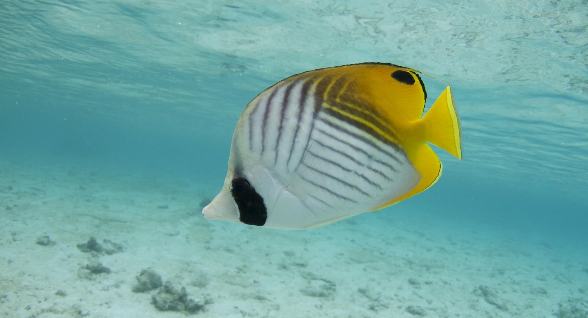 Thread-fin Butterfly Fish at 1024 x 768 size wallpapers HD quality