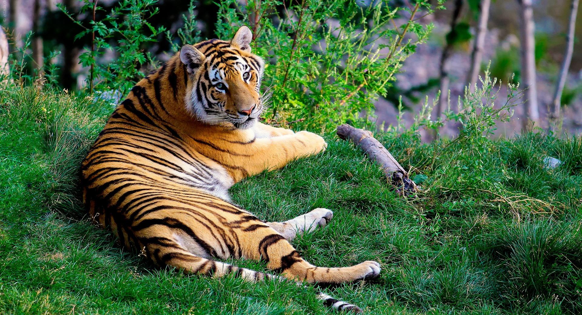 Tiger Resting On Green Grass at 640 x 1136 iPhone 5 size wallpapers HD quality