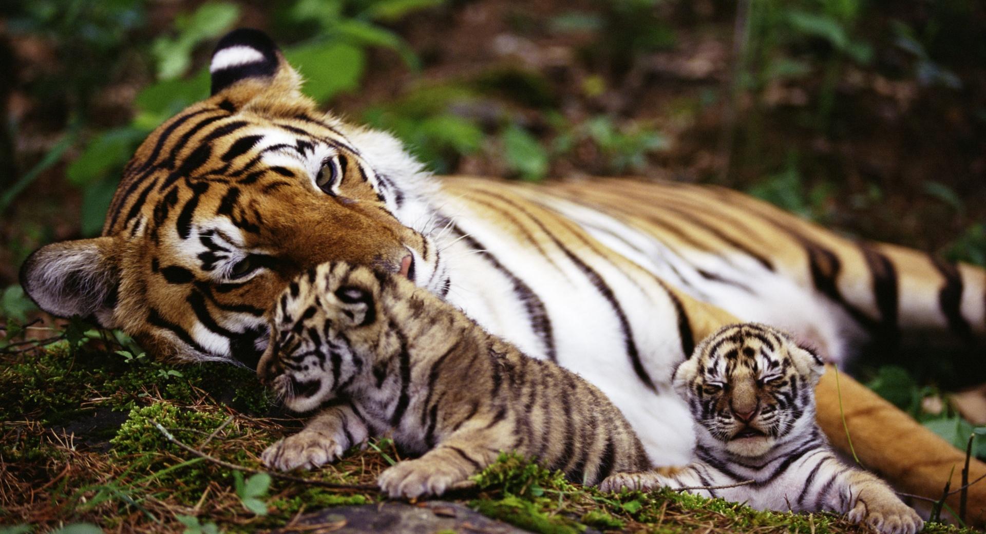 Tiger With Cubs wallpapers HD quality