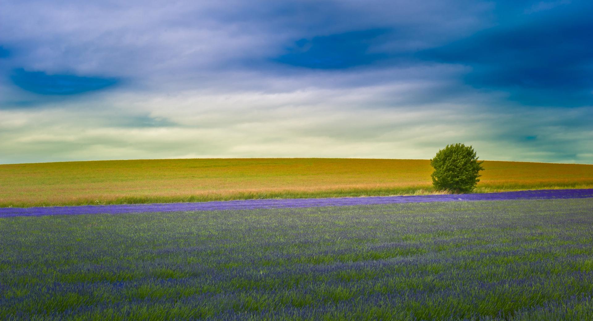 Tree Field at 1152 x 864 size wallpapers HD quality