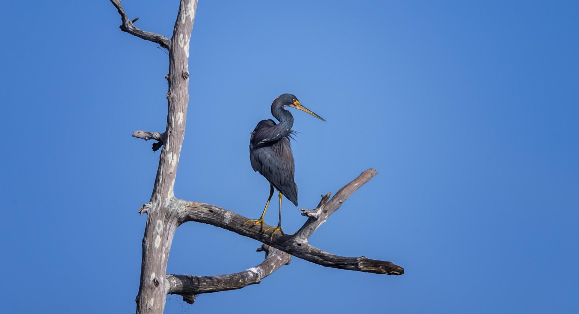 Tricolored Heron Bird at 1152 x 864 size wallpapers HD quality