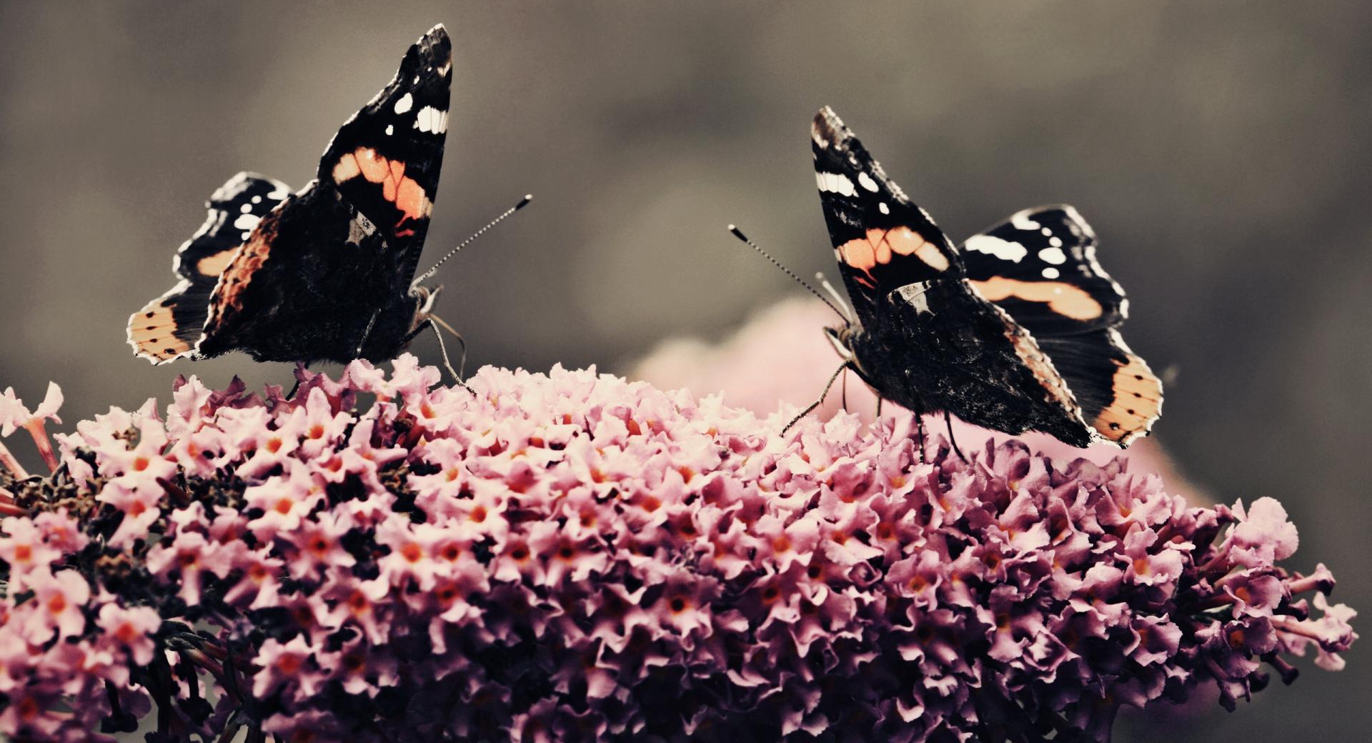 Two Beautiful Butterflies at 1024 x 1024 iPad size wallpapers HD quality